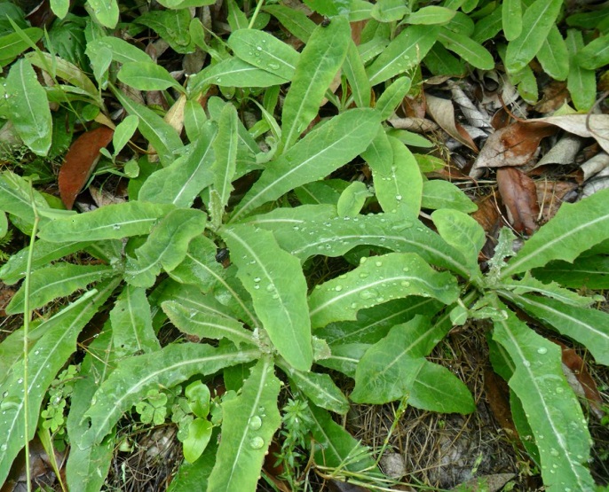 野菜采摘